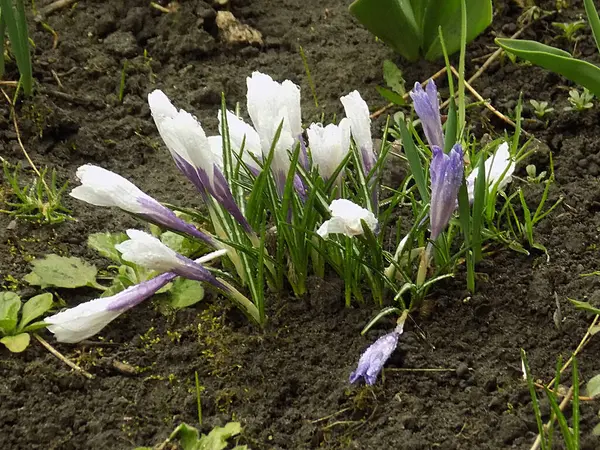 Safran (lat. Crocus (