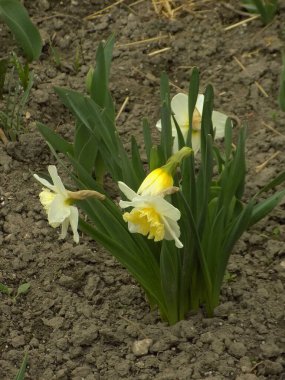 Narcissus (Narcissus), Amarillis familyasından bir bitki cinsidir..          