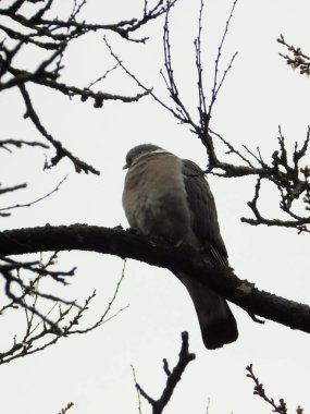 Güvercin (Columba palumbus), güvercin familyasından bir kuş türü.         