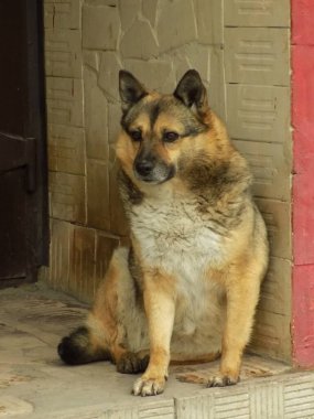 Köpek ya da evcil köpek (Canis lupus familiaris))            