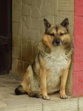 Köpek ya da evcil köpek (Canis lupus familiaris))            