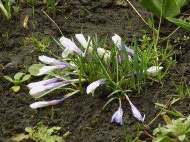 Safran (lat. Crocus (