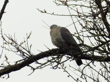 Güvercin (Columba palumbus), güvercin familyasından bir kuş türü.          