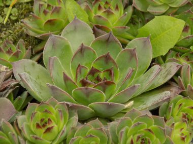 Sempervivum, Crassulaceae familyasından bir bitki cinsidir..          