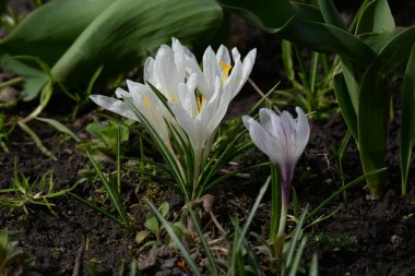 Safran (lat. Crocus (