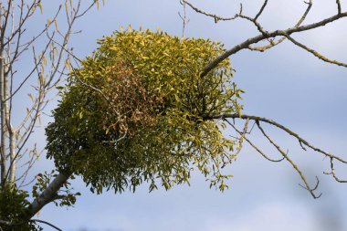 Ökseotu, Ivilga (Viscum) - Santal ailesinin yarı asalak çalılarının cinsi - Loranthaceae