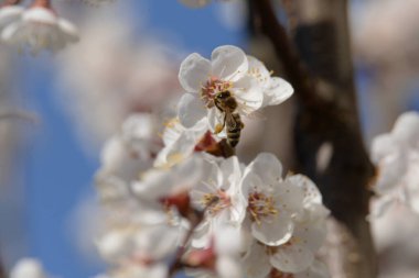 Kiraz eriği (Prunus cerasifera veya Prunus divaricata), gülgiller (Rosaceae) familyasından bir meyve ağacı.
