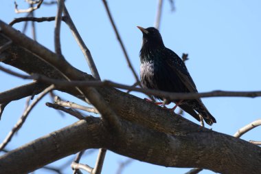 Karatavuk ya da karatavuk (