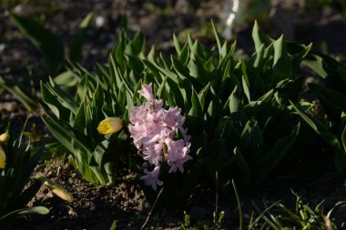 Hyacinth (Yunanca, Hyacinthus), Hyacinthaceae (Sümbül) familyasından bir bitki cinsidir.