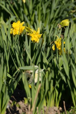 Narcissus (Narcissus), Amarillis familyasından bir bitki cinsidir..