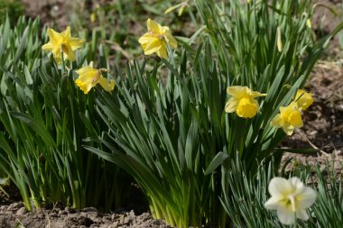 Narcissus (Narcissus), Amarillis familyasından bir bitki cinsidir..
