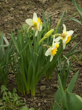 Narcissus (Narcissus), Amarillis familyasından bir bitki cinsidir..            