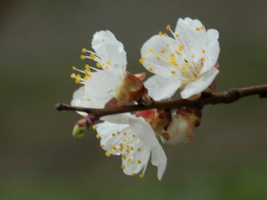 Kiraz eriği (Prunus cerasifera veya Prunus divaricata), gülgiller (Rosaceae) familyasından bir meyve ağacı..           