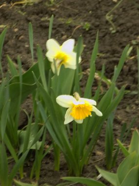 Narcissus (Narcissus), Amarillis familyasından bir bitki cinsidir..            