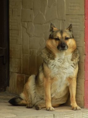 Köpek ya da evcil köpek (Canis lupus familiaris))          
