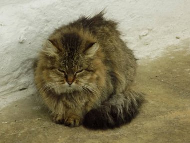 Kedi kedisi (Latince Felis Silvestris catus), kedigiller (Felis) familyasından bir kedi türü.)                      