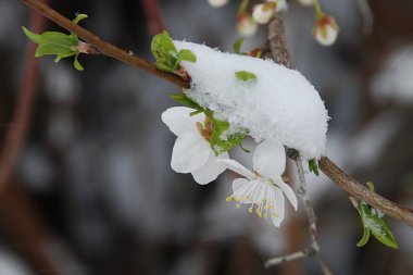 Kiraz eriği (Prunus cerasifera veya Prunus divaricata), gülgiller (Rosaceae) familyasından bir meyve ağacı..