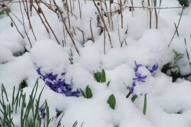 Hyacinth (Yunanca, Hyacinthus), Hyacinthaceae (Sümbül) familyasından bir bitki cinsidir.