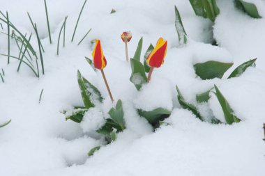 Bahçe lalesi (Tulipa gesneriana), zambak familyasından bir bitki türü.