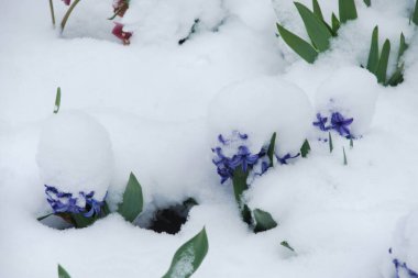 Hyacinth (Yunanca, Hyacinthus), Hyacinthaceae (Sümbül) familyasından bir bitki cinsidir.