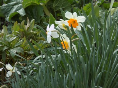 Narcissus (Narcissus), Amarillis familyasından bir bitki cinsidir..          