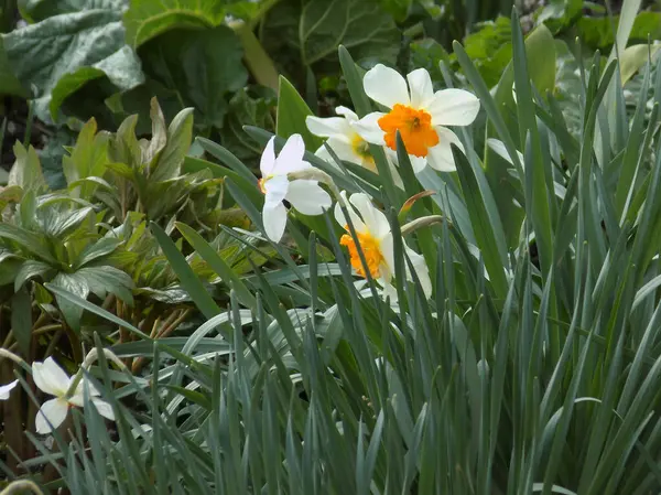 Narcissus (Narcissus), Amarillis familyasından bir bitki cinsidir..          
