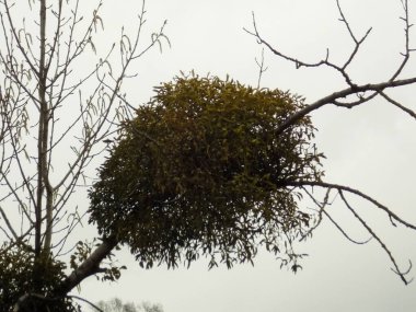 Ökseotu, Ivilga (Viscum) - Santal ailesinin yarı asalak çalılarının cinsi - Loranthaceae          