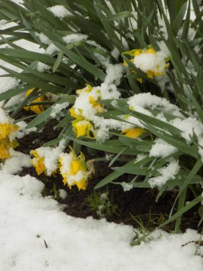 Narcissus (Narcissus), Amarillis familyasından bir bitki cinsidir.. 