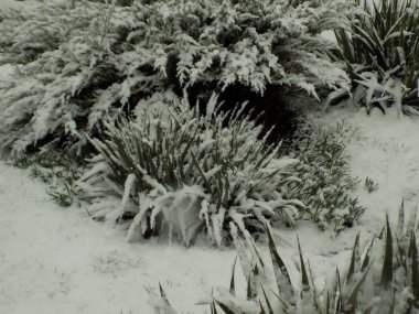 Yucca (Yucca), Agave familyasından bir bitki cinsidir.