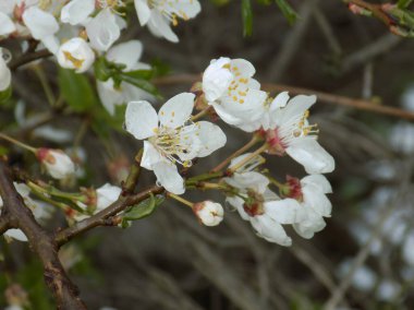 Kiraz eriği (Prunus cerasifera veya Prunus divaricata), gülgiller (Rosaceae) familyasından bir meyve ağacı.          