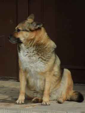  Köpek ya da evcil köpek (Canis lupus familiaris))          