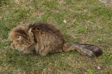 Kedi kedisi (Latince Felis Silvestris catus), kedigiller (Felis) familyasından bir kedi türü.)