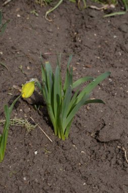 Narcissus (Narcissus), Amarillis familyasından bir bitki cinsidir.. 