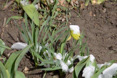Narcissus (Narcissus), Amarillis familyasından bir bitki cinsidir.. 