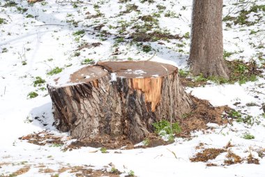 Kurumuş bir ağacın gövdesi.