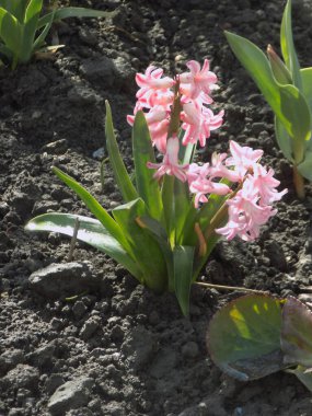 Hyacinth (Yunanca, Hyacinthus), Hyacinthaceae (Sümbül) familyasından bir bitki cinsidir.          