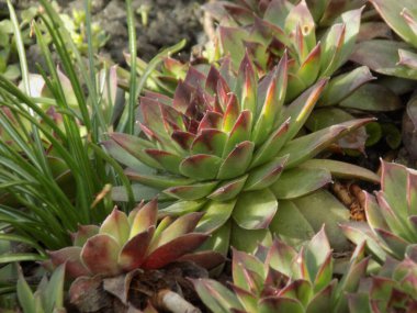 Sempervivum, Crassulaceae familyasından bir bitki cinsidir..           