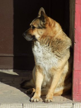 Köpek ya da evcil köpek (Canis lupus familiaris))          