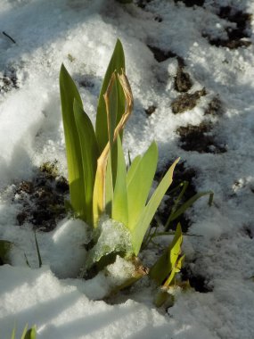 Horozlar veya irisler (Latin Iris)          