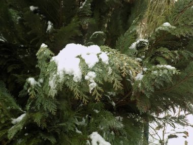 Thuja is a genus of evergreen coniferous trees and shrubs of the cypress family           