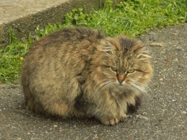 Kedi kedisi (Latince Felis Silvestris catus), kedigiller (Felis) familyasından bir kedi türü.)          