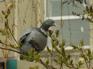 Güvercin (Columba palumbus), güvercin familyasından bir kuş türü.            