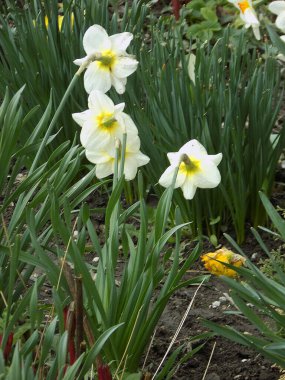 Narcissus (Narcissus), Amarillis familyasından bir bitki cinsidir.          