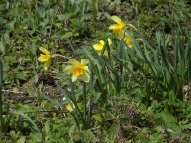 Narcissus (Narcissus), Amarillis familyasından bir bitki cinsidir.          