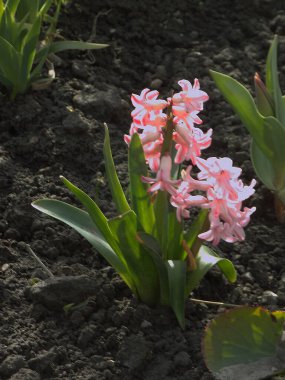 Hyacinth (Yunanca, Hyacinthus), Hyacinthaceae (Sümbül) familyasından bir bitki cinsidir.          