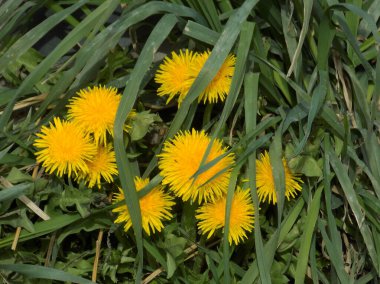 Sıradan yaban domuzu (Şırınga bayağılığı))           