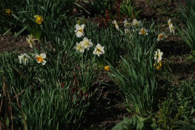 Narcissus (Narcissus), Amarillis familyasından bir bitki cinsidir. 