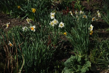 Narcissus (Narcissus), Amarillis familyasından bir bitki cinsidir. 