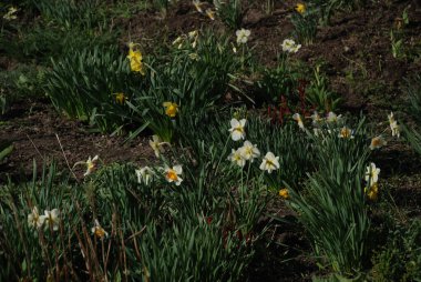 Narcissus (Narcissus), Amarillis familyasından bir bitki cinsidir. 
