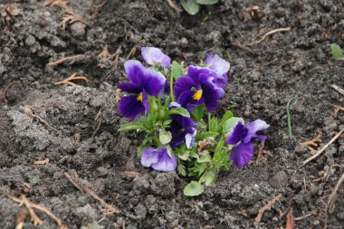 Üç renkli menekşe, vahşi nonoş (Viola üç renkli L.)